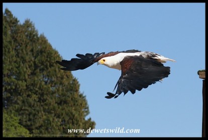 Hali the Fish Eagle (photo by Joubert)