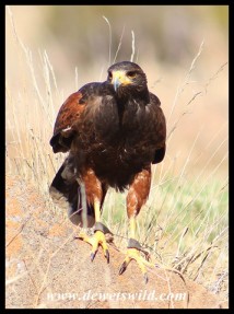 Jester the Harris Hawk - not a species indigenous to South Africa