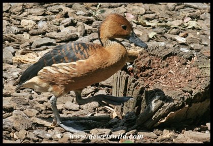 Fulvous Whistling Duck (photo by Joubert)