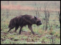 Brown Hyena at the junction of Thuthlwa and Tlou drives in Pilanesberg