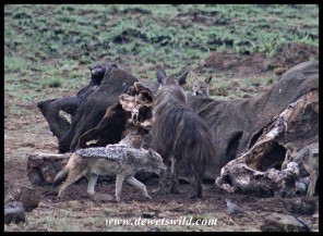 Brown Hyena and Black-backed Jackals at Mavuso's carcass