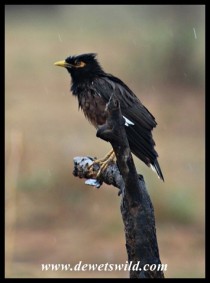 We weren't exactly thrilled to see this exotic invader, a Common Myna, at Mankwe Dam
