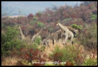 Herd of giraffes on Tshwene Drive
