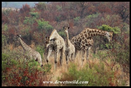 Herd of giraffes on Tshwene Drive