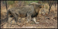 Beautiful Pilanesberg lion (photo by Joubert)