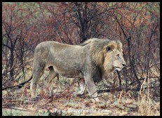 Beautiful Pilanesberg lion
