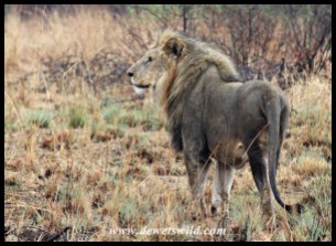 Beautiful Pilanesberg lion