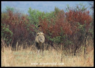 Beautiful Pilanesberg lion marking his turf