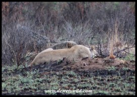 Lazy lions on Hippo Loop