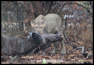 Lions preying on buffalo in the Pilanesberg National Park