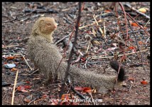 Slender Mongoose at Rathlogo Hide