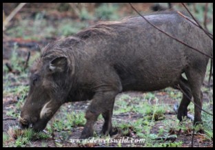 Warthog on Tshwene Drive