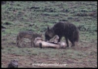 Brown Hyena nad Black-backed Jackal at Mavuso's carcass