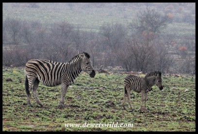 Plains zebra and foal