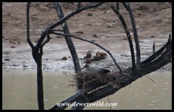 Hadeda nesting in a dead tree in the middle of Tilodi Dam