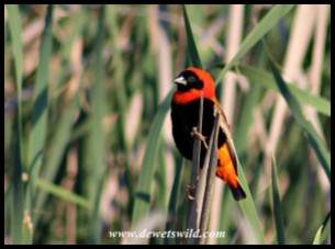 Red Bishop male