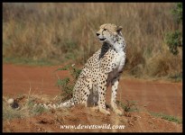 Cheetah at the Rhino & Lion Nature Reserve