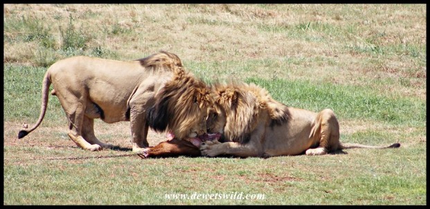 Feeding time at the Rhino & Lion Nature Reserve