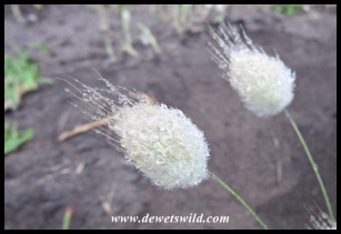 Grass Flower-heads