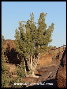 Namaqua Fig