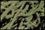 Namaqua Porkbush leaves