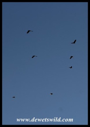 Pale-winged Starlings in flight