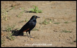 Pale-winged Starling
