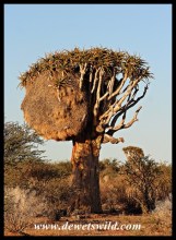 Quiver Tree with Sociable Weaver Nest