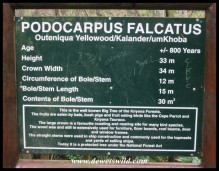 Woodville Forest's giant Outeniqua Yellowwood (Podocarpus falcatus)