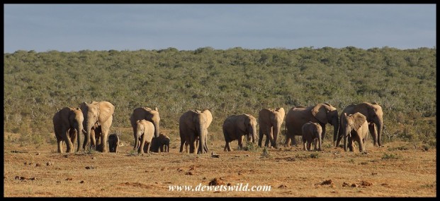 Herd of elephants making their way to the waterhole