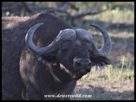 Buffalo bull