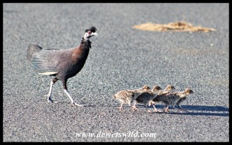Crested Guineafowl family