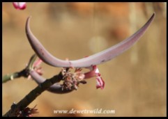 Impala Lily seedpod