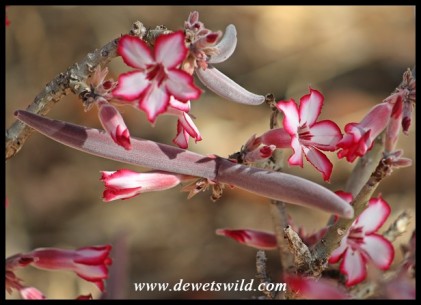 Impala Lily seedpod and flowers
