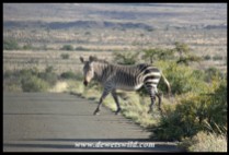Mountain Zebra crossing in Karoo National Park (photo by Joubert)