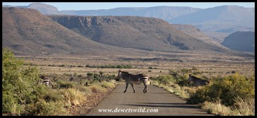 Mountain Zebra crossing in Karoo National Park