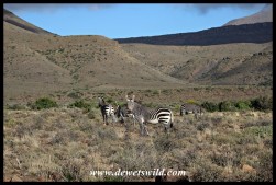 Mountain Zebras