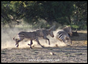 Two Mountain Zebra stallions chasing a mare