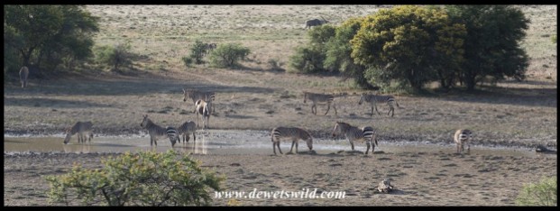 Cape Mountain Zebra and Eland congregating at a waterhole