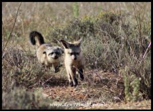 Bat-eared Fox pups
