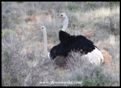Mating ostriches