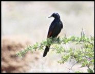 Red-winged Starling (male)