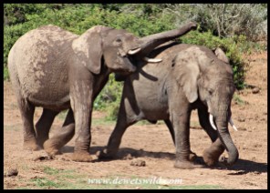 Rowdy elephant youngsters