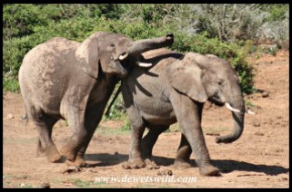 Rowdy elephant youngsters