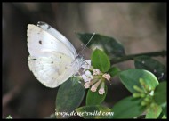 African Small White butterfly on Karoo Num-num flowers