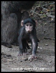 Curious baby Baboon
