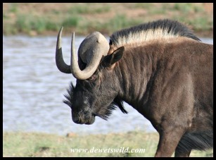 Black Wildebeest (photo by Joubert)
