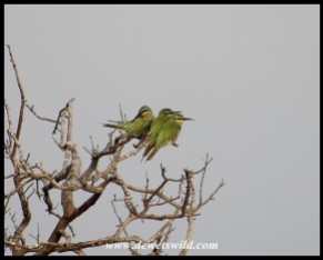 Blue-cheeked Bee-eaters