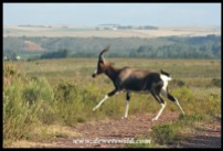 Bontebok running across our way (photograph by Joubert)