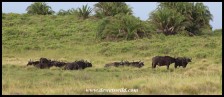 Small herd of buffaloes